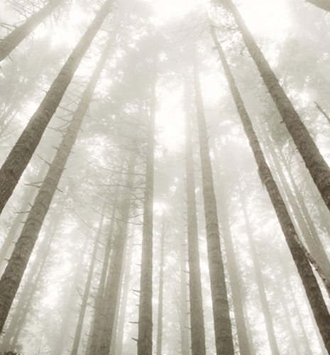 Tall trees stretch skyward in a misty forest, with sunlight filtering through branches. The atmosphere is serene and ethereal, adding a sense of calm.
