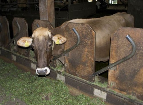 Stallvisite