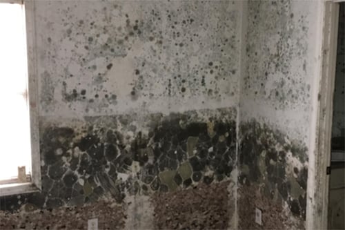 Mold grows on a wall after a flood in Murrells Inlet.