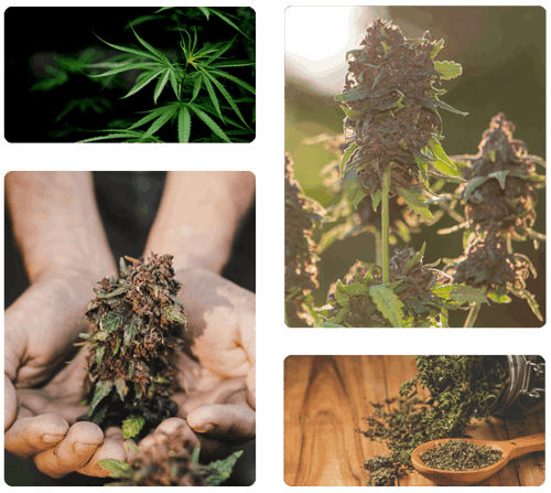 Dispensary in Boulder - Magnolia Road Cannabis Co.