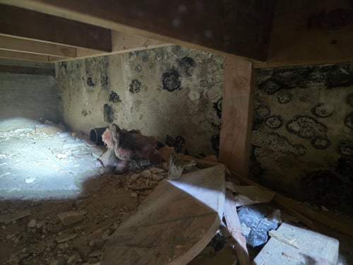Mold Remediation Restoration 1 Reno-Tahoe
