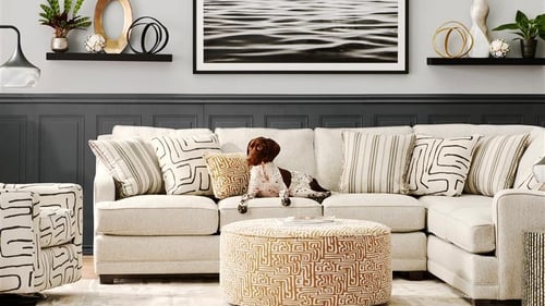 Dog on living room furniture