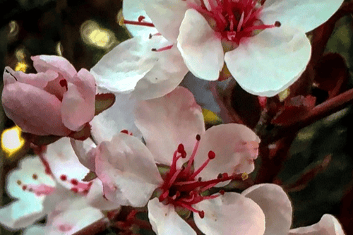 Close up of pink and white flowers.