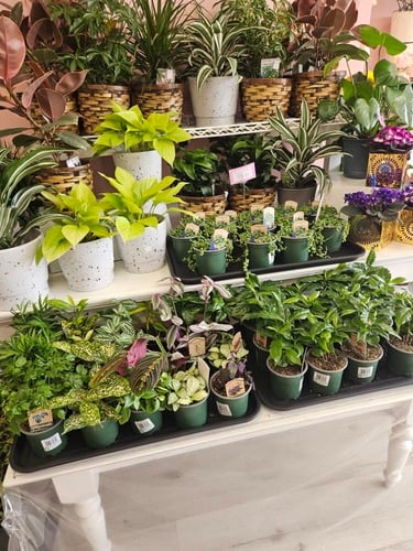 Plant and flower delivery in Kitchener, ON