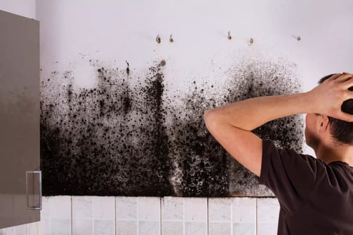 You Found Mold
