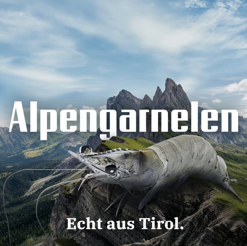 Alpengarnelen - Alpenaquafarm Tirol GmbH