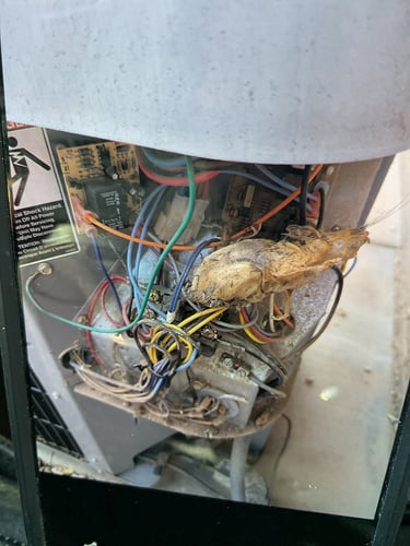 The team found a dead rat while on the job