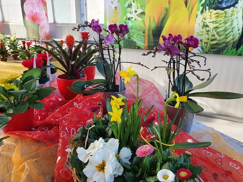 Landwirtschaftlicher Blumenbau Astrid Gerstl in Wallern im Burgenland