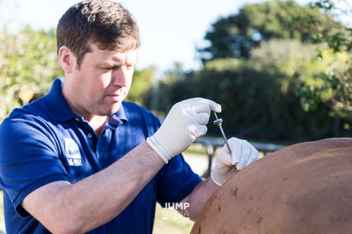 Palm Beach Equine Clinic veterinarian Dr. Peter Heidmann neuromuscular biopsy