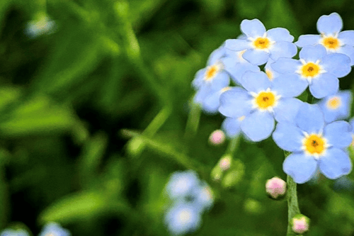 Close up of blue flowers.
