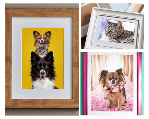 Match their personality
When you’re choosing how to frame your pet photo, match their personality. Warm wood frames pair beautifully with cozy, homebody cats and cuddly mutts. Or choose a colorful frame to accentuate the portrait. Modern, metal, or black frames complement your sleek, elegant felines.