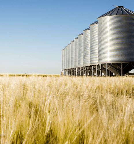 A vast field of golden wheat under a clear blue sky, with a row of large silver grain silos on the right. The scene conveys a calm, rural setting.