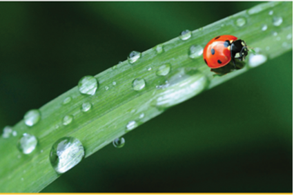 Ladybug on a blade of grass with water droplets