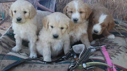 white and brown puppies