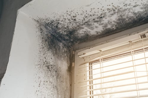 mold remediation des moines