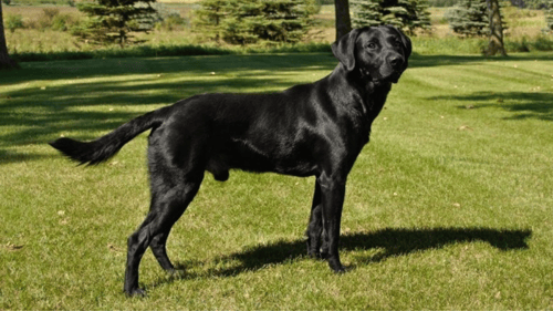 black British Lab