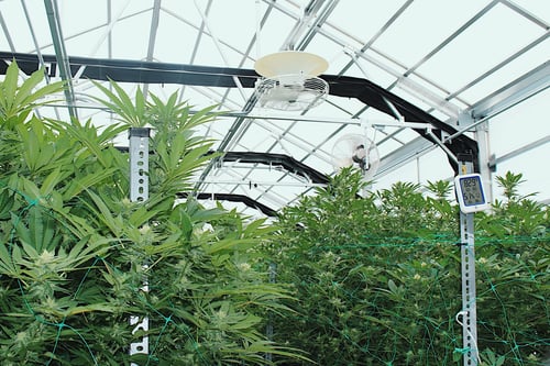 Marijuana Dispensary