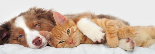Dutchess Animal Clinic in Wappingers Falls, New York, is a full-service animal hospital serving pet owners in the Dutchess County area.