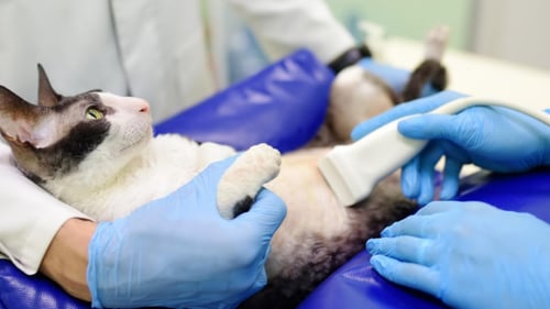 Ikaross, veterinārā klīnika