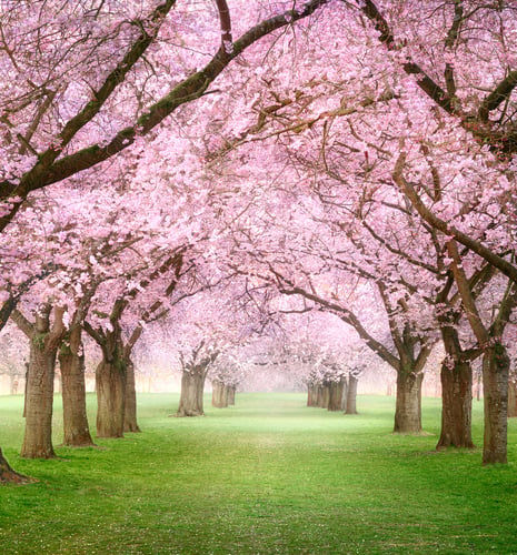 Cherry Blossum trees navigating a pathway