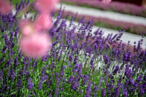 Stimmungsvolle Pflanzbilder, Gartenunterhalt übers Jahr
