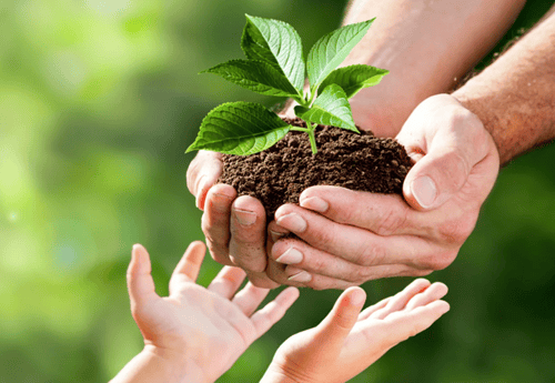 A photo of a growing plant being handed down