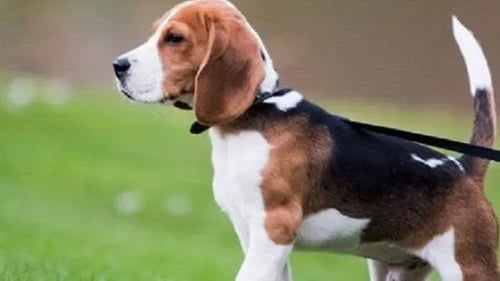 Problem dog cover pic