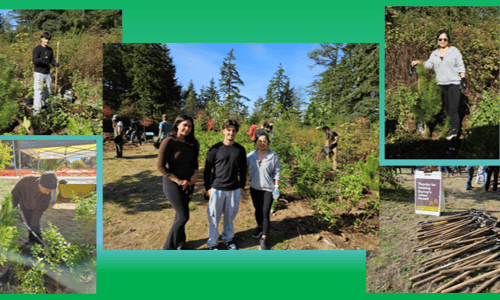 tree planting