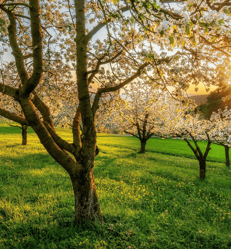 white magnolia trees planted in a lush green field.