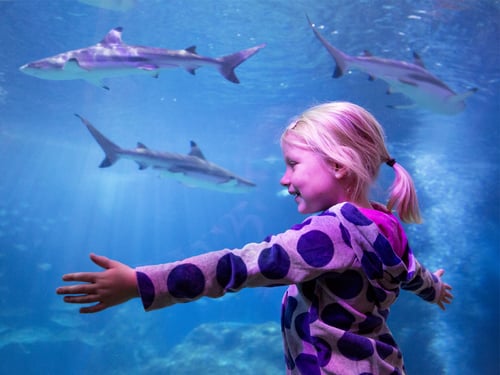 Family attractions near Detroit - SEA LIFE Michigan Aquarium