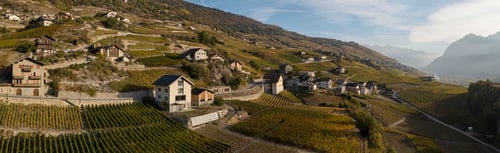 Le vignoble du coteau de Flanthey