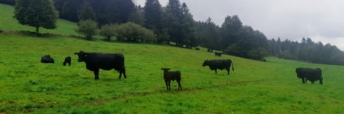 Au paturâge