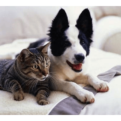 Centro Veterinario Sos Vet Foto Web 1