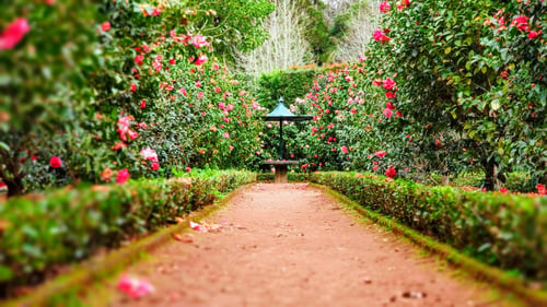 floral garden