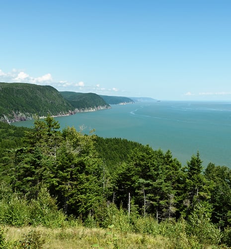 Coastal landscape with lush green forest in foreground, rugged cliffs meeting the azure sea, and a clear blue sky. Serene and expansive view.