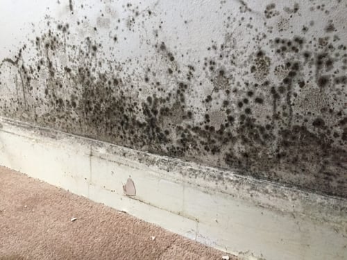 mold removal Des Moines