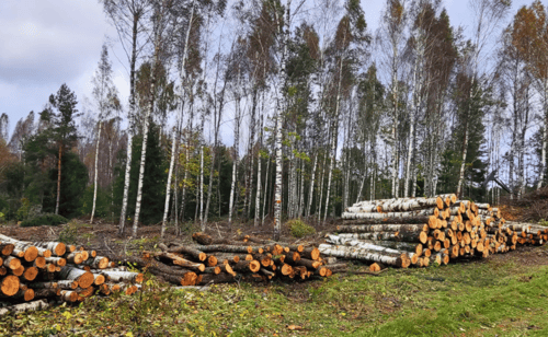 Miškotvarkos projektai