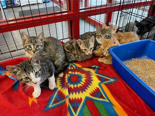 Everything Pets, Pet Store in Schenectady, NY
