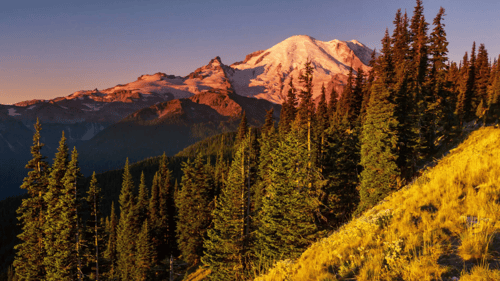 wooded area with a large mountain in the background