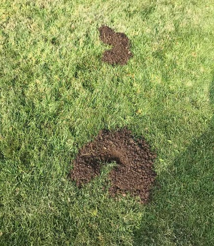 Holes and mounds of dirt on lawn from pest