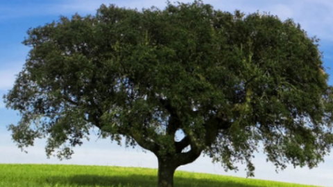 Munster Tree Services