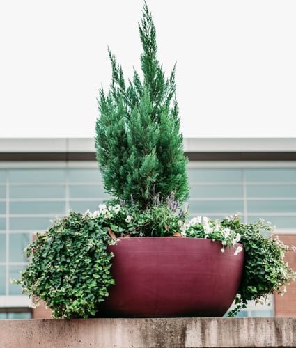 Exterior plants Columbia, SC