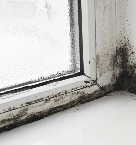 Mold Remediation Restoration 1 of Reno-Tahoe