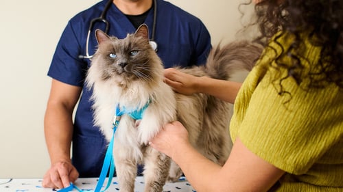 Cat on the vet's table with their pet parent and veterinarian.