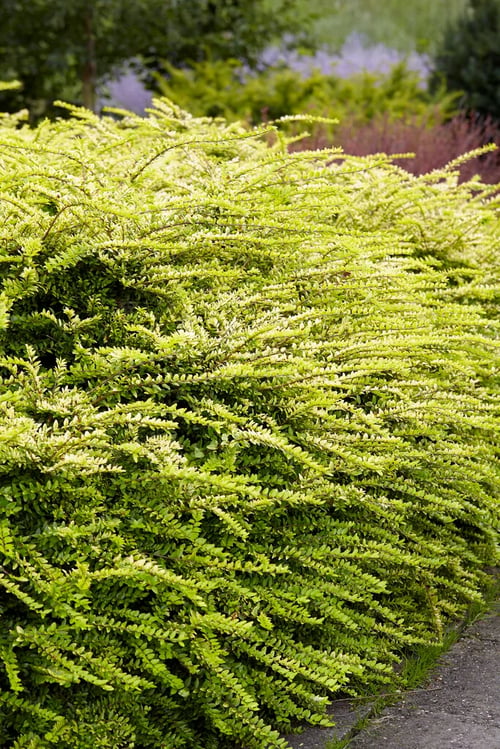 Plants Search
