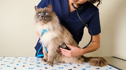 cat with blue eyes getting its heart listened to