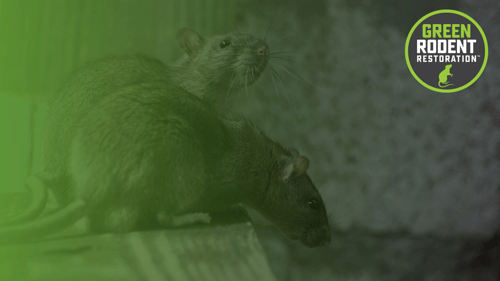 Green Rodent Restoration cover photo