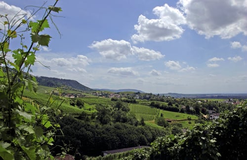 Vineyards Offenburg