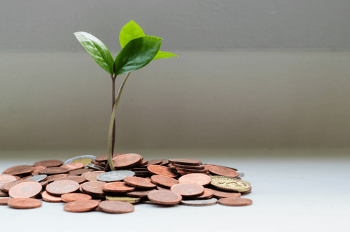 money tree