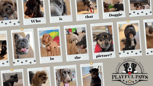 One stop shop for all your pet's needs and services, we offer boarding and daycare services, proud to serve our community and military clients.